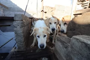 perritos rescatadaos
